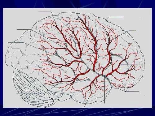 中国脑血管病一级预防指南2019宣布！！！丨指南共识